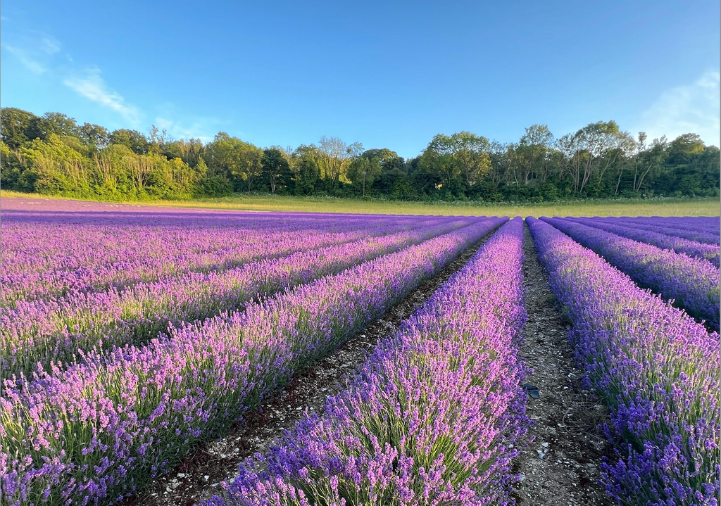 Campos de Lavanda - Onde encontrar?