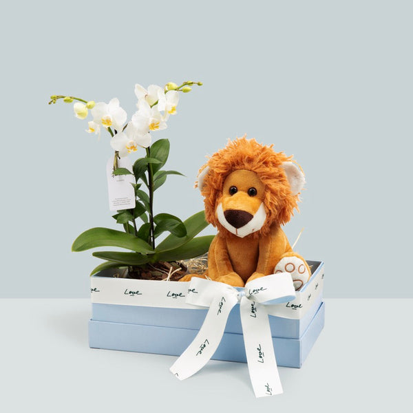 Mini Orquídea Maternity Lion